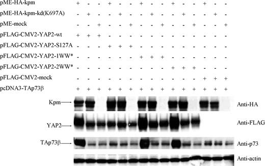 Figure 6. The protein level of p73 is increased by coexpression of YAP2 and wild-type Kpm/Lats2. Any one of HA-tagged Kpm-wild type (wt), Kpm-kinase dead (kd), or mock was cotransfected with TAp73α and any one of FLAG-tagged YAP2-wt, YAP2-S127A, YAP2-1WW*, YAP2-2WW*, or mock into 293T cells by FuGENE-HD reagent. Four rows of lanes from the top in this order represent Western blotting with anti-HA, anti-FLAG, anti-p73, and antiactin in cell lysates. Two independent experiments were performed and representative data are shown.