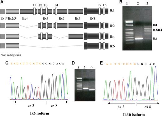 Figure 1. Expression of different Ikaros isoforms. (A) Schematic diagram of the full-length Ikaros cDNA and the different isoforms produced in our samples by alternative splicing. (F) N-terminal zinc-fingers show DNA-binding activity, and C-terminal zinc fingers mediate dimerization of the protein. Ex indicates exon. (B) Bands generated by RT-PCR using primers derived from exons 2 and 8 and corresponding to the alternatively spliced products of the Ikaros pre-mRNA transcript. The left lane is the molecular size marker, marker VI Roche; lane 2, Ik6 expression; lane 3, coexpression of Ik1, Ik2, Ik4, and Ik6. (C) Sequence analysis of the Ik6 isoform in which exon 3 is juxtaposed with exon 8 and the novel Ik isoform (Ik6Δ) previously unreported, in which exon 3 is directly juxtaposed with exon 8 maintaining the frame (E). (D) Bands generated by RT-PCR; in lane 1 is the molecular size marker, marker VI Roche; in lane 2 is Ik6 (255 bp); in lane 3 is Ik6Δ (135 bp).