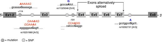 Figure 6. Results from genome sequence analysis of the splice junction regions. Point mutations and single nucleotide polymorphisms (SNPs) are represented in different colors. The letters written in red represent the ESE/ESS motifs identified using the RESCUE-ESE/ISE computational approach (http://genes.mit.edu/burgelab/rescue-ese/), and the mutated base is in bold type. Nucleotide substitutions that are not predicted to create ESE/ESS motifs are indicated in blue.