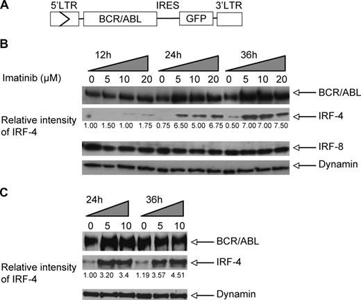 Figure 1. Increase of IRF-4 expression in BCR/ABL+ B lymphoblast cells in response to imatinib treatment. (A) Diagram of MSCV-BCR/ABL-IRES-GFP retroviral construct used to induce B-ALL in mice and transduce E2AGFP pro-B cells. (B) Expression BCR/ABL, IRF-4, and IRF-8 in imatinib-treated or untreated B lymphoblasts derived from BCR/ABL BMT mice suffering from B-ALL, as detected by immunoblotting with an anti-ABL monoclonal antibody (Ab-3; top panel), anti–IRF-4 polyclonal antibody (second panel from top), anti–IRF-8 polyclonal antibody (third panel from top), and anti-dynamin monoclonal antibody (loading control, bottom panel). (C) Expression of BCR/ABL and IRF-4 in imatinib-treated or -untreated BCR/ABL-transformed E2AGFP cells as detected by immunoblotting with antibodies described in panel B.