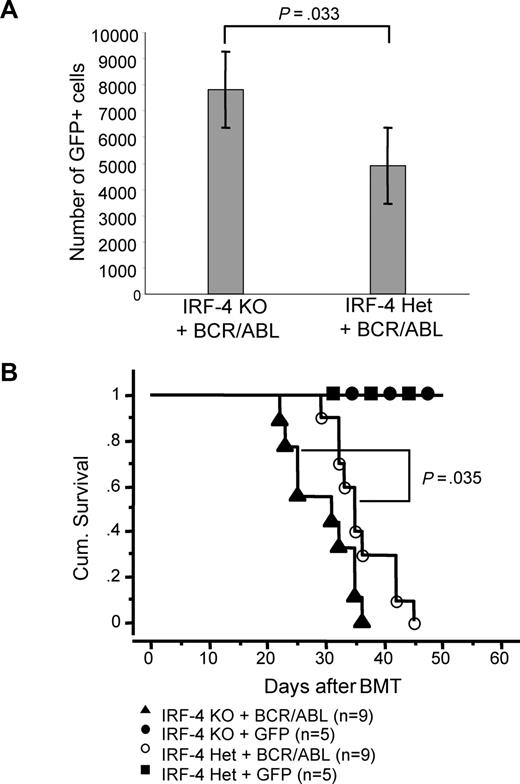 Figure 3. IRF-4 deficiency accelerates disease progression in a BCR/ABL-induced B-ALL mouse model. (A) Number of GFP+ cells in peripheral blood of mice reconstituted with IRF-4 KO BM infected with BCR/ABL-IRES-GFP is significantly higher than the number of GFP+ cells from mice reconstituted with IRF-4 Het BM infected with BCR/ABL-IRES-GFP (P = .03). There were 9 mice in each group, and all mice were used to obtain these results. (B) Survival of mice receiving transplantation of IRF-4 Het or IRF-4 KO bone marrow cells infected with BCR/ABL-GFP– or GFP-containing retroviruses. Survival curves were generated by Kaplan-Meier survival analysis. Statistical analysis of survival data were performed with StatView 5 (Abacus Concepts) using the Kaplan-Meier survival analysis and Mantel-Cox (log-rank) test functions.