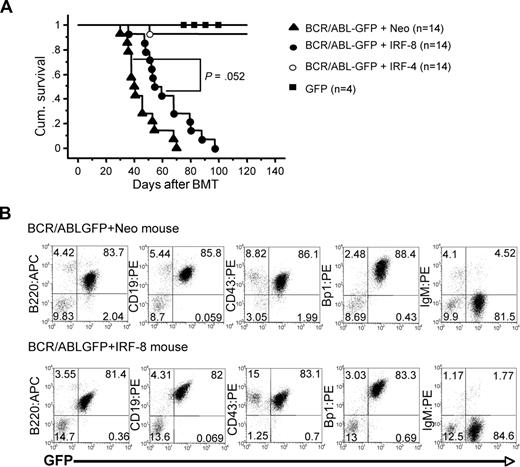Figure 5. IRF-4 suppresses B-lymphoid leukemogenesis by BCR/ABL in mice. (A) Survival of mice receiving transplantation of bone marrow cells infected with BCR/ABL-GFP+ Neo-, BCR/ABL-GFP+ IRF-4-, BCR/ABL-GFP+ IRF-8-, or GFP-containing retroviruses. Survival curves were generated by Kaplan-Meier survival analysis. One BCR/ABL-GFP+ IRF-4 BMT mouse succumbed to disease and died, whereas 13 of 14 mice remain alive in more than 1 year of observation. (B) Immunophenotype of pleural effusion from moribund BCR/ABL-GFP+ Neo (top panel) and BCR/ABL-GFP+ IRF-8 (bottom panel) BMT mice.