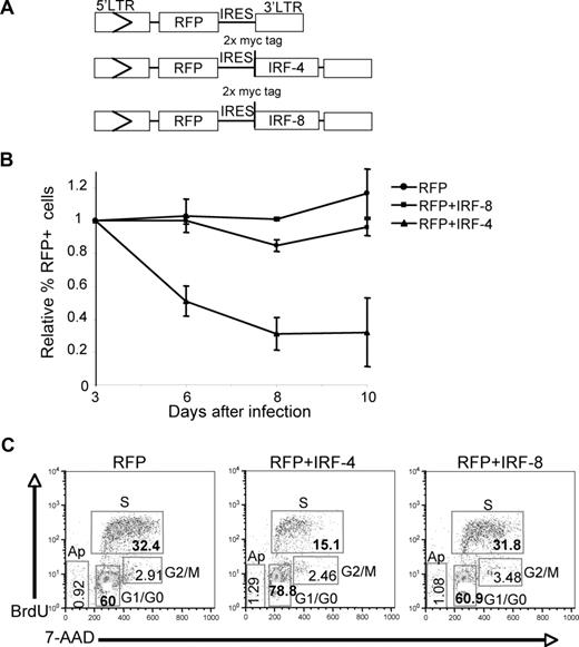 Figure 6. IRF-4 inhibits proliferation in BCR/ABL+ B-lymphoblasts. (A) Retroviral constructs used to transduce RFP + IRF-4, RFP + IRF-8, and RFP genes. (B) Relative percentage of RFP-expressing cells for BCR/ABL+ B lymphoblast cultures derived from BM of moribund BCR/ABL BMT mice suffering from B-ALL like disease. Triplicates of cultures were infected with retroviruses depicted in (A) and RFP expression was determined by FACS analysis. The percentage of RFP-expressing cells for each time point was normalized to the initial percentage of infected cells determined at 3 days after infection. (C) Cell-cycle analysis of RFP positive cells from BM cultures infected with RFP, RFP + IRF-4, or RFP + IRF-8. Analysis of BrdU incorporation and 7-amino-actinomycin D (7-AAD) levels allowed distinction of cell-cycle phases G1/G0, G2/M, S, and dying/dead cells (Ap). Percentage of cells in each phase is indicated within the gate.