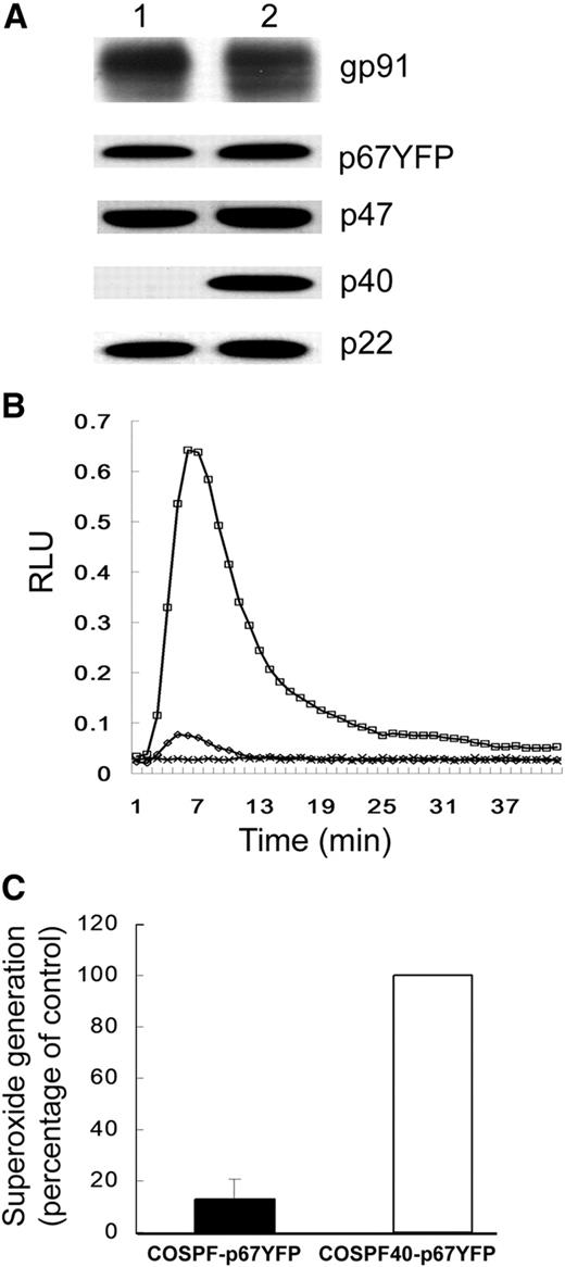 Figure 1. NADPH oxidase activity in COS7 transgenic cells. (A) Western blot analysis of COSPF-p67YFP (lane 1) and COSPF40-p67YFP (lane 2) cell lysates probed for expression of the indicated phox proteins. (B) Representative result of luminol assay for superoxide production in COSphox cells during phagocytosis of IgG-opsonized SRBCs. □ indicates COSPF40-p67YFP; ◇, COSPF-p67YFP; and x, COS-WF. (C) Integrated RLU values for luminol assays of indicated cell lines (mean ± SD, n = 12).