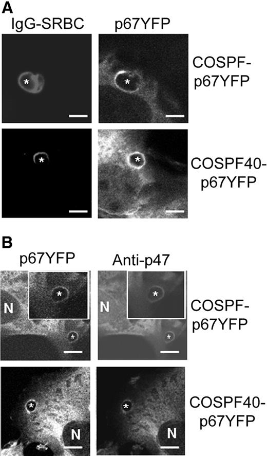 Figure 2. Translocation of p67phox-YFP and p47phox during phagocytosis of IgG-SRBCs by COS7 transgenic cells. IgG-SRBCs were fed to the indicated COSphox cells growing on coverslip-bottomed dishes. N shows the location of nucleus and asterisks indicate the IgG-SRBC phagosomes. Bar represents 5 μm. (A) Images of Alexa-633–labeled IgG-SRBCs and p67phox-YFP after fixation and analysis by confocal microscopy as described in “Immunofluorescence microscopy.” (B) Simultaneous imaging of p67phox-YFP and p47phox after immunofluorescent staining with anti-p47phox mAb and Alexa-555 goat anti–mouse IgG.