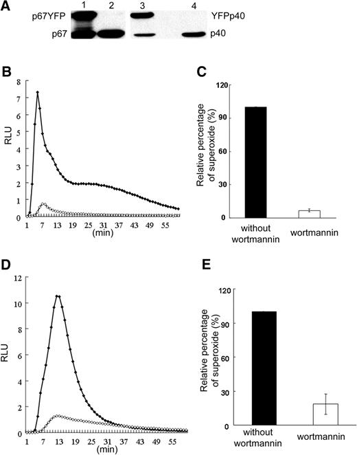 Figure 3. NADPH oxidase activity in neutrophil-differentiated PLB-985 cells expressing YFP-phox proteins during phagocytosis of IgG-zymosan. (A) Western blot analysis of exogenous YFP-tagged phox proteins and endogenous phox proteins in PLB-985 neutrophil lysates. Lane 1 shows PLB-p67YFP; lane 2, PLB-985; lane 3, PLB-YFPp40; and lane 4, PLB-985. (B-E) NADPH oxidase activity in PLB-p67YFP neutrophils during synchronized phagocytosis of IgG-zymosan was quantified using isoluminol in the presence of HRP (B,C) to detect extracellular superoxide or luminol in the presence of SOD and catalase (D,E) to detect intracellular activity. Assays were performed in the absence or presence of preincubation with 100 nM wortmannin, as indicated. Representative kinetic plots (B,D) and mean plus or minus SD of relative integrated RLU data are shown (3 assays). The activity profile was similar for PLB-p67YFP and PLB-YFPp40 cells (data not shown). ♦ indicates no wortmannin; ◇, 100 nM wortmannin.