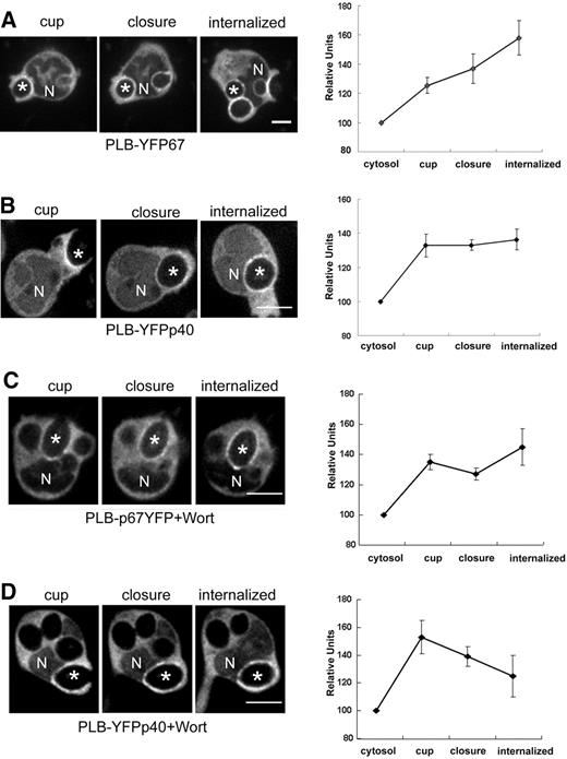 Figure 4. Translocation of YFP-tagged p67phox and p40phox during phagocytosis of IgG-zymosan in the presence and absence of wortmannin. Time-lapse confocal microscopy was used to monitor phagocytosis of IgG-zymosan by PLB-985 neutrophils expressing YFP-tagged p67phox or p40phox (Videos S1–S4). N shows the location of nucleus and asterisks indicate the IgG-zymosan phagosomes monitored. Bar represents 5 μm. (A,B) PLB-p67YFP and PLB-YFPp40 cells. The relative fluorescence intensity compared with the cytosol for 5 phagosomes at indicated stages is shown in the graphs, as mean plus or minus SE. Internalized indicates 200 or more seconds after phagosome closure. (C,D) PLB-p67YFP and PLB-YFPp40 neutrophils pretreated with 100 nM wortmannin before incubation with IgG-zymosan. N shows the location of nucleus and asterisks indicate the IgG-zymosan phagosomes monitored. Bar represents 5 μm. The relative fluorescence intensity compared with the cytosol for 5 to 7 phagosomes at indicated stages is shown in the graphs, as mean plus or minus SE. Internalized indicates 120 or more seconds after phagosome closure.