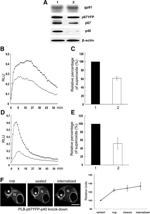 Figure 5. Effect of shRNA knockdown of p40phox on NADPH oxidase activity in neutrophil-differentiated PLB-p67YFP cells. PLB-p67YFP cell lines induced for neutrophil differentiation were analyzed by Western blot (A) for the expression of NADPH oxidase subunits and for NADPH oxidase activity during phagocytosis of IgG-zymosan (B-E). Lane 1 shows PLB-p67YFP-pSuper(neo) (empty vector) cells; lane 2, PLB-p67YFP p40phox knockdown cells. NADPH oxidase assays were performed using isoluminol in the presence of HRP (B,C) to detect extracellular superoxide or luminol in the presence of SOD (D,E) to detect intracellular activity. Representative kinetic plots (B,D) and mean plus or minus SD of relative integrated RLU data are shown (2 isoluminol assays and 4-6 luminol assays). ♦ indicates PLB-p67YFP; ◇, PLB-p67YFP with p40phox knockdown. (F) Time-lapse confocal images of p67phox-YFP in p40phox knockdown cells (Video S5). The relative fluorescence intensity compared with the cytosol for 5 phagosomes at indicated stages is shown in the graph, as mean plus or minus SE. N shows the location of nucleus and asterisks indicate the IgG-zymosan phagosomes monitored. Bar represents 5 μm.