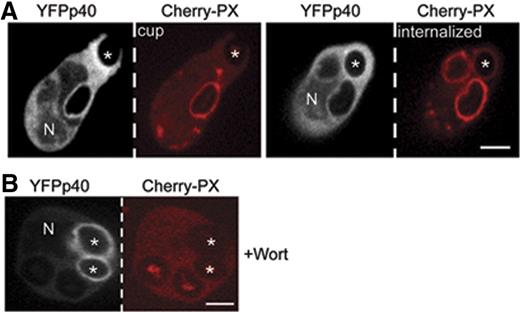 Figure 6. p40phox accumulates on to the phagosome independent of PI3P. Time-lapse confocal microscopy was used to monitor translocation of coexpressed YFP-p40phox and Cherry-PX40 in PLB-985 cells during phagocytosis of IgG-zymosan in the absence (A) and presence (B) of 100 nM wortmannin (Videos S6,S7). YFP-p40phox is detected on the cup, whereas Cherry-PX40 appears after closure (A). Cherry-PX40 does not accumulate in wortmannin-treated cells, although YFP-p40phox is present on internalized phagosomes (see also Figure 4D). N shows the location of nucleus in the YFP-p40phox panel. Phagosome stages are indicated and asterisks show the IgG-zymosan phagosomes monitored. Bar represents 5 μm.