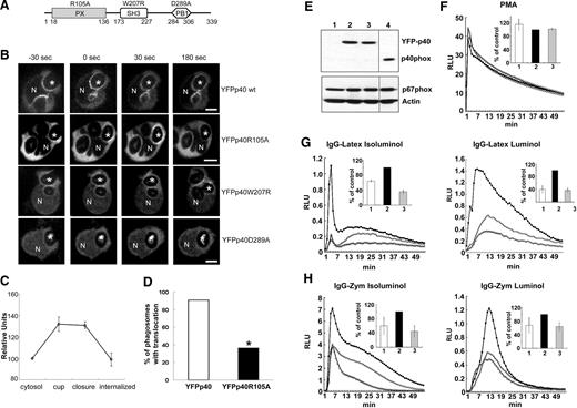 Figure 7. Effects of p40phox mutations in the PX, SH3, and PB1 domains on translocation of p40phox to the phagosome. (A) Schematic illustration of domains within p40phox and mutants studied for translocation in PLB-985 neutrophils. (B) Time-lapse confocal microscopy was used to monitor translocation of wild-type YFP-p40phox and indicated YFP-p40phox mutants in PLB-985 neutrophils. In the experiments shown, all but YFP-p40phoxR105A were expressed using a transient transfection method. Wild-type YFP-p40phox, YFP-p40phoxR105A, and YFP-p40phoxW207R accumulate on the phagosomal cup but YFP-p40phoxD289A does not. N shows the nucleus and asterisks indicate the IgG-zymosan phagosomes monitored. Bar represents 5 μm. (C) The relative fluorescence intensity compared with the cytosol for 5 phagosomes in PLB-YFPp40 R105A cells at indicated stages is shown in the graphs, as mean plus or minus SD. Internalized indicates 120 seconds after phagosome closure. (D) Phagosomes exhibiting translocation of either YFP-p40phox or YPF-p40phoxR105A in the phagosomal cup were scored for persistence of translocation at 3 minutes after closure. The percentage of phagosomes showing persistent translocation of p40phoxR105A was significantly lower than for YPF-p40phox (*P < .03, n = 11 phagosomes in each group; Fisher exact test). (E-H) A lentiviral vector expressing an shRNA from the 3′ untranslated region of the p40phox cDNA was used to transduce PLB-985, PLB-YFPp40, or PLB-YFPp40R105A cells to generate p40phox knockdown (p40KD PLB-985) cells deficient in endogenous p40phox. (E) Western blot analysis of YFP-tagged proteins and endogenous p40phox, p67phox, and actin in PLB-985 neutrophil lysates. Lane 1 shows p40KD PLB-985; lane 2, p40KD PLB-YFPp40; lane 3, p40KD PLB-YFPp40R105A, and lane 4, PLB-985. A vertical line has been inserted to indicate a repositioned gel lane. (F-H) NADPH oxidase activity in neutrophil-differentiated p40KD PLB-985 cell lines. 1 or ◇ indicates p40KD PLB-985; 2 or ■, p40KD PLB-YFPp40; and 3 or ▵, p40KD PLB-YFPp40R105A. (F) PMA-induced superoxide release detected by isoluminol. The insert represents the mean plus or minus SD (total RLU value over 54 minutes, measured at 1-minute intervals) of 2 independent experiments. (G-H) Extracellular (isoluminol) and intracellular (luminol plus SOD and catalase) superoxide production during synchronized phagocytosis of IgG-Latex beads (G) or IgG-Zym (H). The insert represents the mean plus or minus SD (total RLU value over 54 minutes, measured at 1-minute intervals) of 3 independent experiments.