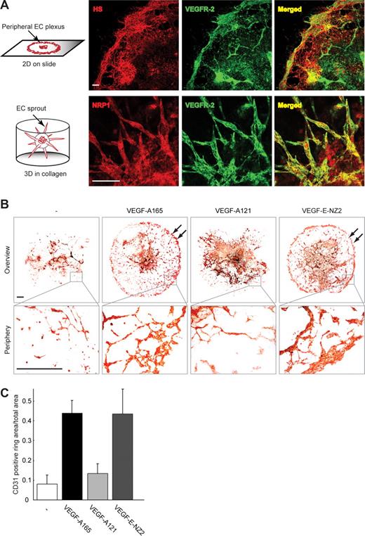 Figure 2. Embryoid body vessel development in response to different VEGF ligands. (A) Coexpression of HS and VEGFR-2 in 2D embryoid body (EB) cultures (top panels) and coexpression of NRP1 and VEGFR-2 in angiogenic sprouts in 3D EB cultures (bottom panels). Schematic representation of 2D (top) and 3D (bottom) cultures is shown to the far left. Scale bar represents 100 μm. (B) Formation of peripheral CD31-positive capillary plexus in 2D embryoid body cultures (↙ in top panels, see bottom panels for higher magnification) was induced in response to treatment with VEGF-A165 and VEGF-E-NZ2, but not VEGF-A121 or vehicle. Scale bar represents 300 μm. (C) Quantification of the CD31-positive peripheral capillary plexus area in panel B. The outer rim (defined as the outer 12.5% segment of the EB diameter) was quantified using the Image analysis 2000 software.