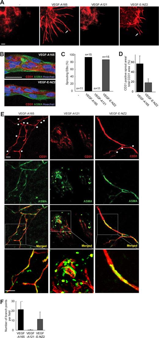 Figure 3. Sprouting angiogenesis and vessel formation in response to the different VEGF ligands. (A) Sprouting of EBs in 3D collagen cultures was induced in response to VEGF-A165 and VEGF-E-NZ2 (arrows) but not to VEGF-A121 or vehicle, as visualized by anti-CD31 immunostaining. The core of the EB is shown in the top left corner of each panel. Scale bar represents 100 μm. (B) Details of angiogenic sprouts formed in VEGF-A165–treated (top) or VEGF-E-NZ2–treated (bottom) EBs. Immunostaining shows expression of CD31 (red) and ASMA (green). Hoechst 33 342 (blue) staining indicates nuclei. Scale bar represents 100 μm. (C) Quantification of the number of EBs forming angiogenic sprouts in response to vehicle, VEGF-A165, VEGF-A121, or VEGF-E-NZ2. (D) Quantification of CD31-positive area in angiogenic sprouts in relation to total CD31 area. (E) Subcutaneous matrigel plugs containing VEGF-A165, VEGF-A121, or VEGF-E-NZ2, implanted for 7 days in nude mice. Whole-mount fixation was followed by staining for expression of CD31 (red) and ASMA (green) and analysis by confocal microscopy. Asterisks indicate branch points in VEGF-A165– and VEGF-E-NZ2–containing matrigel plugs. Microphotographs show projections of z-stacks of 50 μm. Bottom row of panels shows magnifications of areas indicated by white boxes in the merged panels above. Scale bars represent 50 μm. (F) Quantification of branch points in the different conditions by manual marking and counting of multiple samples (n = 4/condition).