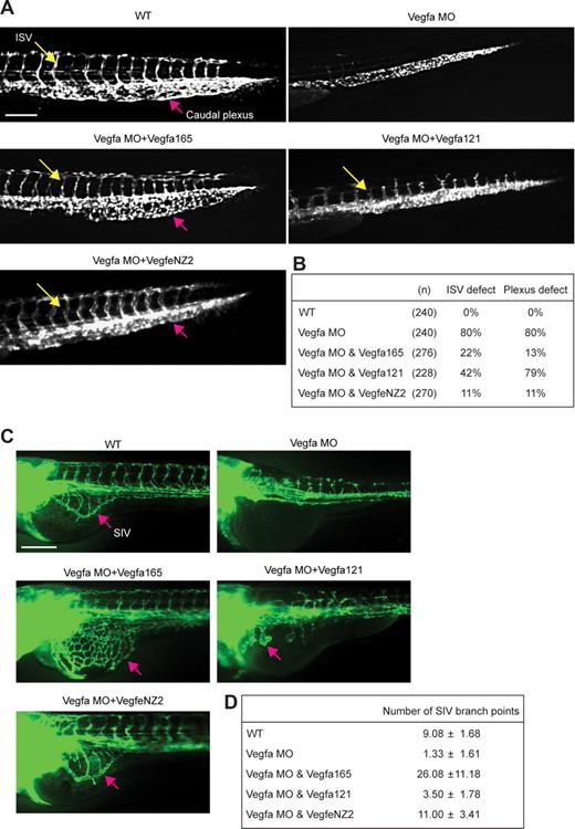 Figure 4. VEGF-A121 fails to rescue ISV sprouting and caudal plexus remodeling defect in vegfa knockdown zebrafish. (A) Vegfa MO (9 ng) alone alternatively vegfa MO (9 ng) combined with vegfa mRNA encoding VEGF-A165, VEGF-A121 (100 pg each), or VEGF-E-NZ2 (200 pg, which was required to reach full effect), was injected into fli1-GFP transgenic zebrafish. At 2.5 dpf, wild-type (WT) zebrafish embryos showed axial vessels, ISV (yellow arrow), and DLAV (dorsal longitudinal anastomotic vessel). The caudal plexus in the tail appeared as a mesh-like structure (red arrow). Vegfa MO-injected zebrafish showed decreased ISV formation and lack of plexus formation. Coinjection of vegfa MO with vegfa121 mRNA resulted in partial ISV rescue, although vessels appeared thicker and stunted compared with WT. Coinjection of vegfa MO and vegfeNZ2 resulted in normal size ISV and caudal plexus, whereas injection of vegfa165 tended to result in hypervascularization. (B) Quantification of vascular defects in zebrafish lacking VEGF-A expression (vegfa MO), and after rescue by expression of VEGF-A165, VEGF-A121, or VEGF-E-NZ2. (C) Coinjection of vegfa MO and vegfa121 mRNA at 3.5 dpf showed thick, less branched vessels in the SIV (red arrow), compared with rescue by vegfa165 or vegfeNZ2. (D) Quantification of SIV branch points in the different conditions.