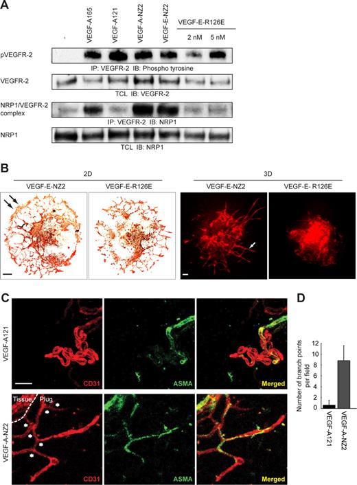 Figure 5. Rescue of NRP1 binding and vessel branching by VEGF-A-NZ2. (A) PAE/VEGFR-2, NRP1 cells treated with different VEGF-A isoforms (Figure 5A) were subjected to immunoprecipitation (IP) of VEGFR-2, followed by immunoblotting (IB) for phosphotyrosine and NRP1 (as indicated). VEGFs were added at 2 nM; in addition, VEGF-E-R126E was added at 2 and 5 nM to saturate receptor activation. To control for loading, blotting for VEGFR-2 and NRP1 on total lysates is shown. Note that VEGF-A165, VEGF-A-NZ2, and VEGF-E-NZ2 induced efficient coprecipitation of NRP1 and VEGFR-2. The loss-of-function VEGF-E-R126E did not induce complex formation, even at the higher concentration of the factor. (B) EB cultures in 2D and 3D conditions as indicated were treated with VEGF-E-NZ2 or the loss-of-function VEGF-E-R126E. Only VEGF-E-NZ2 allowed formation of a capillary plexus in the 2D condition and sprouting angiogenesis in the 3D condition. Scale bars represent 100 μm. (C) Subcutaneous matrigel plugs containing VEGF-A121 or the gain-of-function VEGF-A-NZ2, implanted for 7 days in nude mice. Whole-mount fixation was followed by staining for expression of CD31 (red) and ASMA (green) and analysis by confocal microscopy. Microphotographs show z-stacks of 108 μm. VEGF-A-NZ2, but not VEGF-A121, showed formation of branched, pericyte-embedded vessels. Scale bar represents 50 μm. (D) Quantification of branch points in panel C by manual marking and counting of multiple matrigel plug samples (n = 5/group).