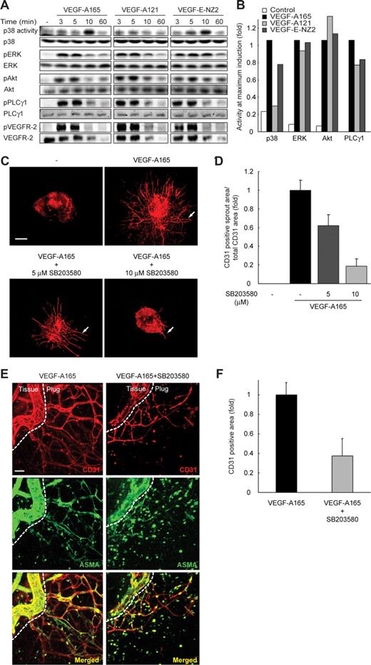 Figure 6. p38MAPK induction by VEGF-A165 and VEGF-E-NZ2, but not by VEGF-A121. (A) PAE/VEGFR-2, NRP1 cells were incubated for different time periods with 2 nM of VEGF-A165, VEGF-A121, or VEGF-E-NZ2, followed by analyses, as indicated, for induction of p38MAPK, phospho (p)Erk, pAkt, pPLCγ, and pVEGFR-2 as well as unphosphorylated counterparts. An exogenous substrate (ATF-250) was used to measure p38MAPK activity, whereas phospho-specific antibodies were used to measure induction of Erk, Akt, PLCγ, and VEGFR-2. (B) Quantification of immunoblots shown in panel A, of induced bands at the time point of maximal induction (3, 5, or 10 minutes; see blot in panel A), in relation to relevant controls (eg, p38MAPK activity in relation to p38MAPK loading control, etc). The effect of VEGF-A165 is set to 1 for the different conditions. (C) 3D embryoid body cultures treated with VEGF-A165 in the absence and presence of 5 or 10 μM SB203580 show dose-dependent reduction in angiogenic sprouting (arrows). Scale bar represents 300 μm. (D) Quantification of CD31-sprout area in panel C. (E) Endothelial cell organization and pericyte association in subcutaneous matrigel plugs containing VEGF-A165 (left panels) or VEGF-A165 combined with 10 μM of SB203580 (right panels). Plugs were retrieved after 7 days and analyzed by whole-mount immunostaining to detect CD31 (red) and ASMA (green) followed by confocal microscopy. Microphotographs show projections of z-stacks of 90 μm. Scale bar represents 50 μm. (F) Quantification by CD31-positive area in VEGF-A165 and VEGF-A165/10 μM of SB203580-containing matrigel plugs.