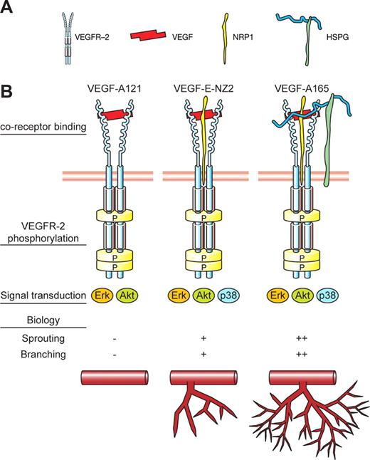 Figure 7. Schematic outline of the contribution of ligand binding to HS and NRP1 in endothelial cell responses. (A) Outline of symbols used in panel B. (B) Depiction of VEGF/VEGF receptor complexes induced by VEGF-A165, VEGF-A121, and VEGF-E-NZ2. Note that we do not exclude that HS as well as NRP1 may bind directly to VEGFR-2, but for simplicity, this is not shown. P in yellow symbols in VEGFR-2 indicates major phosphorylation sites.2 Below is shown a summary of the data in this study in terms of signal transduction (activation of Erk1/2, Akt, and p38MAPK) and biologic readout (sprouting, branching).