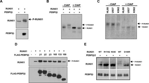 Figure 1. Heterodimerization with PEBP2-β/CBF-β promotes phosphorylation of RUNX1 in a DNA binding-dependent manner. (A) PEBP2-β/CBF-β coexpression induces covalent modification of RUNX1 proteins in SDS-PAGE. HEK293 cells were transfected with plasmids for either RUNX1 (100 ng) alone or with PEBP2-β1 (300 ng). Twenty-four hours after transfection, cells were lysed and analyzed by Western blotting using an anti-RUNX1 or anti-PEBP2-β antibody. (B) Transfected HEK293 cell lysates were incubated in the presence or absence of calf intestine alkaline phosphatase (CIAP) followed by Western blotting using an anti-RUNX1 antibody. Phosphorylated RUNX1 proteins (P-RUNX1) and dephosphorylated/unphosphorylated RUNX1 (RUNX1) are indicated accordingly. (C) Ascertaining the phosphorylation status of endogenous RUNX1 in HL60, U937, and K562. Lysates from resting cells were treated with control or CIAP and analyzed by Western blotting using an anti-RUNX1 antibody. (D) Mapping of region in PEBP2-β responsible for the mediation of RUNX1 phosphorylation. HEK293 cells were transfected with RUNX1 (100 ng) and the indicated FLAG-PEBP2-β expression vectors (300 ng). The cells were harvested after 24 hours and analyzed by Western blotting to determine the phosphorylation status of RUNX1 by PAGE electrophoretic mobility. PEBP2-β1, -β2, and -β3 are naturally occurring isoforms of the PEBP2-β subunit. The β110 deletant is unable to dimerize with RUNX1. (E) Effects of RUNX1 point mutants found in AML patients or generated artificially. Wild-type and mutant RUNX1 proteins were coexpressed with PEBP2-β and processed as described in panel A. AML patient-derived mutants RUNX1R174Q and RUNX1K83E lack DNA binding ability, whereas an artificial mutant RUNX1G108R lacks the ability to heterodimerize with PEBP2-β but is able to bind to DNA.
