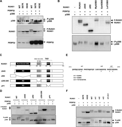 Figure 2. DNA bound RUNX1/ PEBP2-β complex promotes RUNX1 and p300 phosphorylation. (A) Coupling of RUNX1 and p300 phosphorylation. HEK293 cells were transfected with RUNX1 or phosphorylation-defective point mutant constructs (100 ng) together with FLAG-tagged p300 (300 ng) in the absence or presence of PEBP2-β (300 ng). Cells were lysed 24 hours after transfection, and lysates were analyzed by Western blotting with antibodies against FLAG (top panel) and RUNX1 (middle panel) and PEPB2β (bottom panel), respectively. (B) HEK293 cells were cotransfected with wild-type RUNX1 or heterologous DNA-binding domain (DBD) mutants (100 ng), FLAG-tagged p300 (300 ng), and PEBP2-β (300 ng) as indicated. Cells were lysed 36 hours after transfection and analyzed by Western blotting using antibodies against RUNX1 (top panel) or FLAG (bottom panel). (C) Schematic representation of domain structure and phosphorylation sites of RUNX1 and mutants used in panels B and E. (D) Mapping of functional domains necessary for the phosphorylation of RUNX1 and p300. Wild-type or mutant RUNX1 were coexpressed with FLAG-p300 and PEBP2-β and analyzed by Western blotting 24 hours after transfection as described in panel A. (E) Mutation of putative phosphorylation target sites on RUNX1. Proline (P)-directed serine (S) and threonine (T) residues targeted in mutations m1 (S249A), m2 (S266A), and m3 (T273A/276A) are denoted by asterisks and mutated to alanine (A). (F) Transient transfection and Western blot analyses of RUNX1 point mutants in HEK293 cells. Wild-type, leukemogenic, and engineered point mutants of RUNX1 were coexpressed with p300 and PEBP2-β and analyzed by Western blotting as described in panel A.
