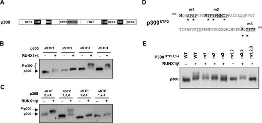 Figure 3. Determination of phosphorylation targets within p300. (A) Schematic representation of domain structure of wild-type p300 and deletion mutants used in panels B and C. Four regions rich in proline-directed serine/threonine-rich residues are denoted STP1 to STP4. (B,C) Deletion variants of FLAG-p300 lacking single STP regions (B) or 3 STP regions (C) were transiently expressed in HEK293 cells in the presence or absence of exogenous RUNX1/PEBP2-β, as indicated. Cells were lysed 24 hours after transfection and the relative phosphorylation efficiencies of the p300 variants were analyzed by Western blotting using anti-FLAG antibodies. (D) The amino acid sequences of STP2 region (residues 828-889 of p300). Proline (P)-directed serine (S) and threonine (T) residues targeted in mutants p300Δ1,3,4/m1-m3 are changed to alanine, as denoted by asterisks. (E) Transient transfection and Western blot analyses of p300 mutants in HEK293 cells. Wild-type and point mutants of p300ΔSTP1,3,4 proteins were coexpressed with RUNX1/PEBP2-β as illustrated and analyzed by Western blotting as described in panel B.