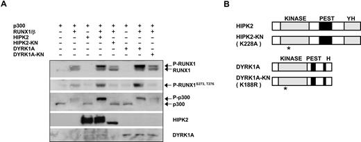 Figure 4. HIPK2 is involved in RUNX1/ PEBP2-β–dependent p300 phosphorylation. (A) FLAG-p300 was transfected with RUNX1 and PEBP2-β in the presence or absence of wild-type or kinase-negative FLAG-tagged HIPK2 or DYRK1A, as indicated. Immunoblotting was performed on transiently transfected HEK293 cell lysates using the indicated antibodies. (B) Schematic representation of FLAG-tagged HIPK2 and DYRK1A proteins with functional domains used in panel A. KINASE indicates kinase catalytic domain; PEST, domain rich in proline, glutamate, serine, and threonine; YH, domain rich in tyrosine and histidine; H, histidine repeat; KN, catalytically inactive mutant.