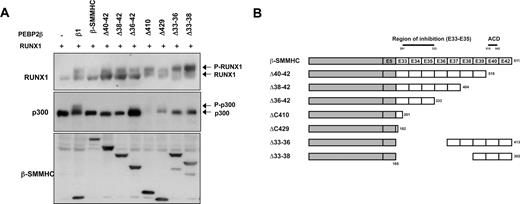 Figure 5. Domain-dependent impairment of RUNX1 and p300 phosphorylation by leukemogenic PEBP2-β-SMMHC fusion protein. (A) Determination of regions within PEBP2-β-SMMHC necessary for the repression of p300 phosphorylation. Wild-type PEBP2-β or deletion variants of PEBP2-β-SMMHC fusion proteins were coexpressed in HEK293 cells with RUNX1 and FLAG-p300. Western blot analyses were performed using the indicated antibodies. (B) Schematic diagrams depicting different PEBP2-β-SMMHC deletion constructs used in panel A. The region delineated to be important in the inhibition of RUNX1 phosphorylation is also indicated.