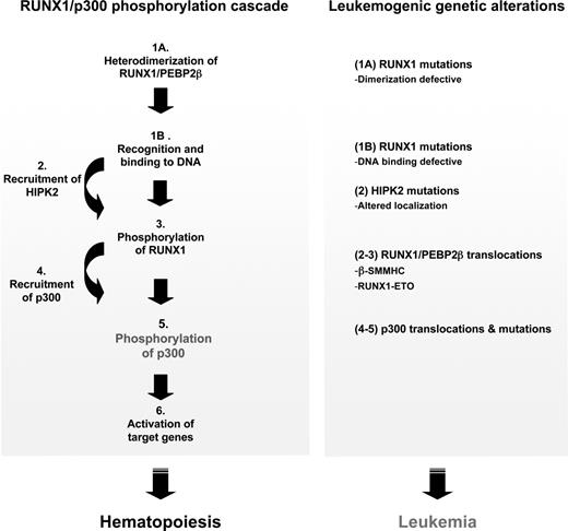 Figure 7. Dimerization-induced RUNX1/p300 phosphorylation cascade and its proposed central role in hematopoiesis and leukemia. A schematic that summarizes the findings reported in this study. The left panel illustrates the initiation of a phosphorylation cascade after the dimerization of RUNX1 with PEBP2-β at functional binding sites. This leads to the activation of specific target genes and enables RUNX1/PEBP2-β to act as master regulators of hematopoiesis. The right panel shows known leukemogenic genetic alterations in the components of this proposed cascade, indicating its central importance. The targeting of this phosphorylation cascade may represent a common mechanism in the genesis of RUNX1-related leukemia.