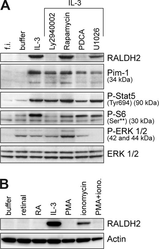 Figure 2. IL-3–induced RALDH2 expression in basophils is dependent on the activation of PI3-kinase and NF-κB signaling pathways. (A) Basophils were cultured for 24 hours in the presence or absence of different inhibitors: PI3-kinase inhibitor, LY2940002 (30 μM); NF-κB signaling pathway inhibitor, PDCA (50 μM); mTOR inhibitor, rapamycin (50 μM); and MEK inhibitor, U1026 (10 μM). Inhibitors were added 30 minutes prior to addition of IL-3 (10 ng/mL). Expression of RALDH2 and Pim1, as well as phosphorylation status of STAT5, S6, and ERK1/2, was analyzed by Western blotting using specific antibodies. Samples of freshly isolated basophils (f.i.) and basophils cultured without IL-3 for 24 hours (buffer) were included in the analysis. (B) Modulation of RALDH2 expression by the xenobiotics PMA and ionomycin. Basophils were cultured for 24 hours with or without IL-3 (10 ng/mL), retinal (5 nM), retinoic acid (RA, 10 nM), PMA (20 nM), and/or ionomycin (iono., 1 μM). RALDH2 expression was analyzed as described for panel A. Actin is shown as a loading control.