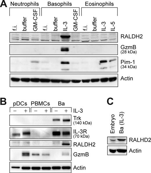Figure 4. Among primary blood cells, RALDH2 expression is restricted to basophils. Western blot analysis of RALDH2 expression in different primary human cell subsets. Cells were analyzed directly or after 24 hours of culture with the stimuli indicated. All stimuli were used at a concentration of 50 ng/mL. (A) Freshly isolated (f.i.) or stimulated granulocytes were analyzed for RALDH2, GzmB, and Pim-1 expression. (B) pDCs and peripheral blood mononuclear cells (PBMCs) were probed for RALDH2, the high-affinity NGF receptor Trk, IL-3 receptor-α (IL-3R), and GzmB. Basophils, untreated or stimulated with IL-3, are included as controls. (C) Expression of RALDH2 in leptomeninges of a human embryo (embryo) in comparison with IL-3–stimulated basophils (Ba). Actin is shown as loading control.