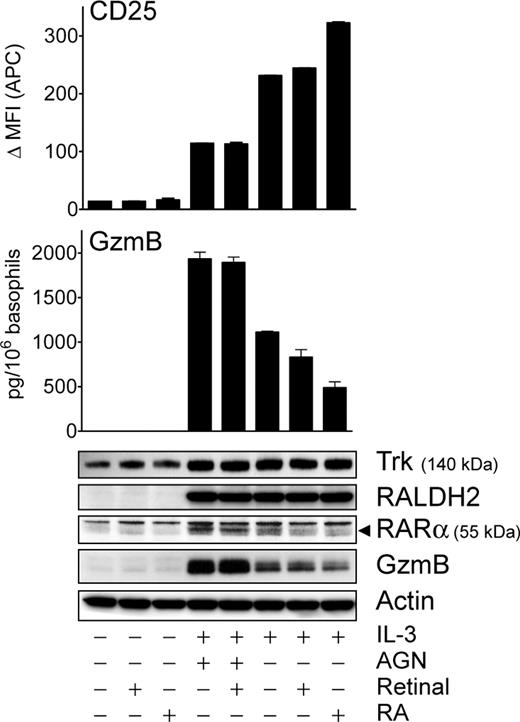 Figure 5. Basophil-derived RA modulates IL-3–induced gene expression in an autocrine manner. RA-dependent regulation of CD25, GzmB, and RARα expression in IL-3–stimulated basophils. Basophils were cultured ± IL-3 (20 ng/mL) for 24 hours. Retinal (5 nM), RA (10 nM), or AGN (100 nM) was added as indicated. (Top panel) Surface CD25 expression (CD25) was analyzed by flow cytometry. (Middle panel) GzmB expression was analyzed by ELISA. Bar charts represent the mean values (± SD) of triplicates of representative experiments of 3 shown. (Bottom panel) Trk (NFGR), RALDH2, RARα, and GzmB expression was analyzed by Western blotting. Separate panels represent data from individual experiments with cells from different donors.