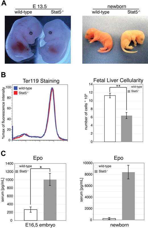 Figure 1. Stat5−/− embryos are severely anemic. (A) wt and Stat5−/− E13.5 embryos (left) and newborn animals (right). (B) Ter-119+ erythroid cells (left) and fetal liver cellularity (right; data are presented as mean ± SD; n = 6) of wt versus Stat5−/− fetal livers. (C) ELISA for Epo from serum of wt and knockout E16.5 embryos and newborns. Data are presented as means ± SD; n = 5. *P < .05; **P < .01.