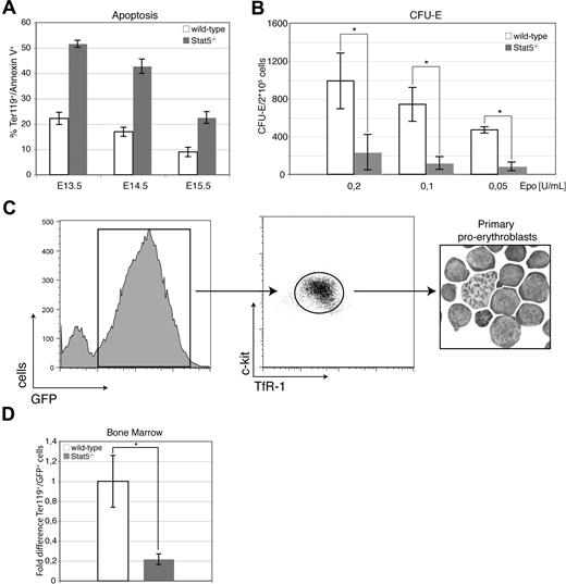 Figure 2. Loss of Stat5 results in increased levels of apoptosis in fetal liver cells. (A) Freshly isolated fetal livers from E13.5 to E15.5 were stained for Ter-119 and annexin V to determine rates of apoptosis (data are presented as means ± SD; n = 3) for each genotype and time point. (B) CFU-E colonies derived from wt or Stat5−/− fetal liver cells using the indicated Epo concentrations (data are presented as means ± SD; n = 4). (C) E13.5 fetal liver cells of wt and Stat5−/− embryos were infected with a retrovirus encoding GFP. TfR-1high/c-Kit+/GFP+ cells were isolated by FACS after 7 days under self-renewal conditions (cytospin; right panel). (D) A total of 1.5 × 107 TfR-1high/c-Kit+/GFP+ cells were injected into the tail vein of lethally irradiated mice (950 rad) and Ter-119+/GFP+ bone marrow cells were scored 3 days later (mean ± SD; n = 4). *P < .05; **P < .01.