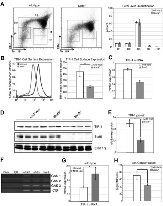 Figure 4. Cell-surface expression of TfR-1 is strongly reduced in Stat5−/− erythroid progenitors. (A) Representative flow cytometry histograms of E13.5 wt and Stat5−/− fetal liver cells stained for the erythroid markers TfR-1 and Ter-119 (left). The sequence from gate R1 (TfR-1low Ter-119low) to gate R5 (TfR-1− Ter-119high) represents development from the most immature erythroid progenitors (late BFU-E; CFU-E) to mature erythroid cells (orthochromatic erythroblasts; reticulocytes).58 Quantification of gates R1 to R5 (data are presented as means ± SD; n = 4) (right). (B) Cell-surface expression of TfR-1 of Ter-119high gated wt (dark gray line) or Stat5−/− (light gray line) fetal liver cells (left). Quantification of TfR-1 cell-surface expression of wt and Stat5−/− fetal livers (right; data are presented as means ± SD; n = 4). (C) Expression of TfR-1 mRNA from lysates of freshly isolated wt or Stat5−/− fetal liver cells (data are presented as means ± SD; n = 3). Expression was normalized on hypoxanthine-guanine phosphoribosyltransferase (HPRT) levels. (D) Western blot analysis of freshly isolated wt and Stat5−/− fetal liver cell lysates for TfR-1. ERK was used as loading control. (E) Densitometric quantification of TfR-1 Western blot in 3D (data are presented as means ± SD; n = 4). (F) Primary wt fetal liver erythroblasts were stimulated with Epo for 30 minutes and ChIP for Stat5 was performed. DNA from Epo-stimulated primary wt erythroblasts was recovered using 2 different antisera directed against N- or C-terminal epitopes (αS5 C, αS5 N). Specific PCR products from Stat5-binding sites GAS 1, GAS 2, and GAS 3 in TfR-1 intron 159 were only obtained with Stat5-specific antibodies but not with control IgGs. PCR for the genuine Stat5 site in the CIS promoter was used as positive control. (G) Primary wt fetal liver–derived erythroblasts were factor depleted for 2.5 hours, followed by 1.5 hours of Epo stimulation (10 U/mL). TfR-1 mRNA expression was scored by qPCR normalized on HPRT (data are presented as means ± SD; n = 4). (H) Iron concentration in freshly isolated fetal liver lysates determined via atomic absorption spectrometry (data are presented as means ± SD; n = 4; for experimental details, see Document S1). *P < .05; **P < .01.
