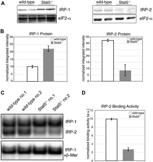 Figure 5. Stat5-deficient erythroid cells display reduced IRP-2 expression and mRNA-binding activity. (A) Western blot analysis of primary wt and Stat5−/− erythroblast lysates for IRP-1 (left panel) and IRP-2 (right panel). (B) Quantification of Western blot analysis from panel A (data are presented as means ± SD). Samples were normalized on eIF4E as levels and quantified using the Odyssey infrared imaging system. (C) Two representative lysates each of wt and Stat5−/− erythroblasts were subjected to RNA-EMSAs for IRP-1 and IRP-2 using an IRE-RNA probe corresponding to the IRE of mouse ferritin heavy chain64 (for experimental details, see Document S1). (D) Quantification of IRP-2–binding activity (data are presented as means ± SD; n = 4). *P < .05; **P < .01.