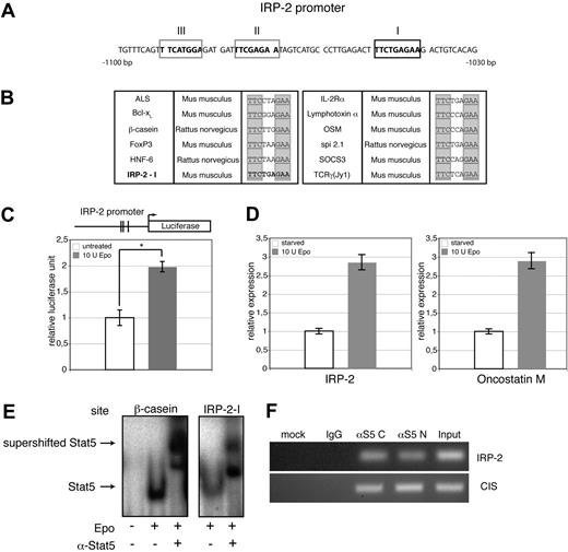 Figure 6. Loss of Stat5 directly decreases IRP-2 gene expression. (A) Sequence of the IRP-2 promoter −1030 bp to −1100 bp upstream of the transcription start, showing one perfect GAS site (boxed in black) and 2 GAS sites with one mismatch (boxed in gray). (B) Multiple perfect Stat5 sites taken from Yao et al26 and Ehret et al65 together with the IRP-2-I. (C) Luciferase reporter assay using a DNA fragment ranging from 2 kb immediately upstream of the predicted IRP-2 transcription start site. Vertical lines indicate the approximate positions of the putative Stat5 response elements. 293T cells were cotransfected with constructs encoding IRP-2-firefly-luciferase, renilla-luciferase, Stat5a, and EpoR. Cells were treated with 10 U/mL Epo or left untreated, and luminescence was scored 3 hours later. Transfection efficiencies were normalized to renilla-luciferase activity (representative experiment; error bars are SD of experimental triplicates). (D) Epo-dependent induction of endogenous IRP-2 and oncostatin M analyzed via quantitative PCR in murine erythroid leukemia cells serum deprived for 3 hours, followed by stimulation with 10 U/mL Epo (1 hour). Quantitative PCR was normalized on HPRT (data are presented as means ± SD; n = 4). (E) 293T cells were cotransfected with constructs for EpoR and wt Stat5a, followed by 30 minutes of stimulation with 10 U Epo/mL. Whole-cell extracts of these cells were subjected to EMSAs using either the IRP-2-I oligonucleotide (left) or β-casein oligonucleotide as positive control (right). Respective arrows indicate Stat5 DNA complexes and Stat5 DNA complex supershifts. (F) Primary wt fetal liver erythroblasts were stimulated with Epo for 30 minutes, and ChIP for Stat5 was performed. Recovered DNA was analyzed for the presence of promoters of IRP-2 and CIS (positive control) by PCR. *P < .05; **P < .01.