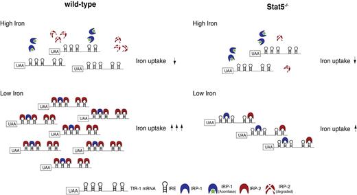 Figure 7. Model for involvement of Stat5 in iron uptake. Left side shows that in iron-replete cells, IRP-1 is converted into cytosolic aconitase (catalyzes isomerization of citrate to isocitrate in the citric acid cycle and exhibits no mRNA-binding affinity; green asterisk) and IRP-2 is degraded. Therefore, both cannot bind to IREs in the 3′UTR of TfR-1 mRNA. Free unprotected IREs in turn enhance degradation rates of TfR-1 mRNA, resulting in reduced iron uptake. In iron-depleted cells, IRP-1 and IRP-2 bind to the respective IREs, thereby stabilizing TfR-1 mRNA, resulting in increased iron uptake. The right side shows Stat5−/−. Due to lack of Stat5, basal TfR-1 transcript abundance is reduced in comparison to wt cells. In addition, Stat5 deficiency further results in decreased levels of IRP-2 and, in consequence, a reduction of binding to IREs in the 3′UTR of TfR-1 mRNA and decreased transcript stabilization. Together, this constitutes a double-negative effect on erythroid iron uptake even in a situation of high iron demand, as in iron-deficiency anemia. *P < .05; **P < .01.