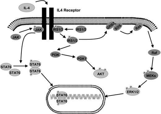 Figure 2. Diagram of IL-4 signal transduction.