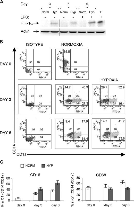 Figure 1. Effects of hypoxia on the differentiation of monocyte-derived DCs. (A) DCs express inducible HIF-1α in response to hypoxia. DCs were generated from monocytes cultured in the presence of IL-13 and GM-CSF under normoxic (Norm) and hypoxic (Hyp) conditions. Whole protein extracts were analyzed by Western blot at different time points as indicated. P indicates the protein extract from control Hela cells treated with the hypoxia-mimicking compound cobalt chloride (CoCl2).23 Vertical lines between day 3 and day 6 have been inserted to indicate a repositioned gel lane. (B) Expression profiles of CD14 and CD1a in DCs differentiated in normoxia or hypoxia, as indicated. Freshly isolated monocytes (day 0) and DCs differentiating on day 3 and day 6 of culture were stained with CD14-APC and CD1a-FITC. The results shown are representative of 4 independent experiments. Q1: single-positive CD14+ cells; Q2: double-positive CD14+/CD1a+ cells; and Q4: single-positive CD1a+ cells. (C) Expression profiles of CD16 and CD68 in the single-positive CD14+ population (Q1) in normoxia and hypoxia. Results are means plus or minus standard deviation (SD) of 3 independent experiments.