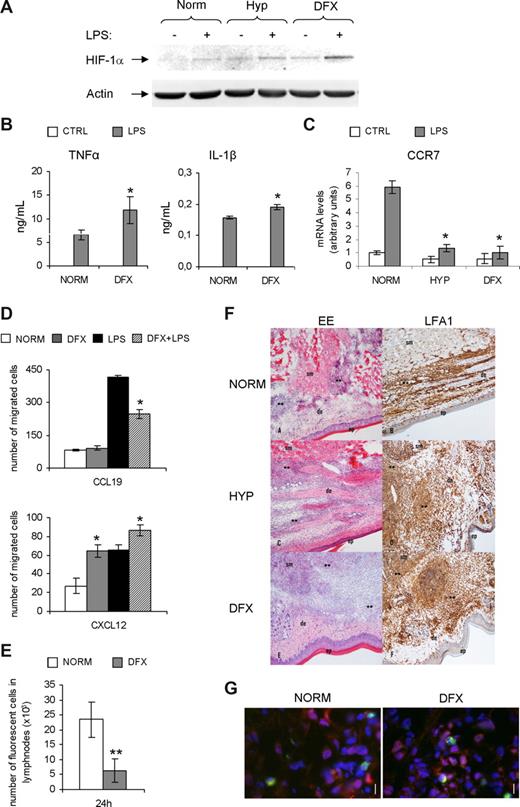 Figure 6. Selective induction of DC inflammatory functions by hypoxia. Effects of DFX on HIF-1α activation (A), production of TNFα and IL-1β (B), Ccr7 mRNA expression (C), and chemotactic responsiveness to CCL19 and CXCL12 (D) of LPS-exposed murine DCs. (E) Effects of hypoxia on DC functions in vivo. CD34+-derived myeloid DCs were exposed to LPS for 18 hours in normoxia or in the presence of DFX (400 μM). Afterward, 2 × 106 of CFSE-labeled DCs were injected subcutaneously in the hind-leg footpad. The number of DCs that had migrated to the popliteal lymph nodes was evaluated by cytofluorimetry. Results are representative or average of 3 independent expreiments. *P < .05 versus normoxic counterparts. (F) Histologic (left panels) and immunohistochemical (right panels) evaluation of subcutaneous inflammatory infiltrates induced by injection of DCs cultured in normoxia (NORM), hypoxia (HYP), or in the presence of DFX. EE indicates hematoxylin-eosin; LFA1, anti-LFA1 monoclonal antibody; Ep, epidermis; De, dermis; and Sm, skeletal muscle. **Inflammatory infiltrate. (G) Viability of normoxic and DFX-treated DCs after injection. Footpad sections of mice injected with normoxic or DFX-treated DCs were stained for the DC marker CD11c (red), the apoptotic marker annexin (green), and the nuclei marker DAPI (blue), as indicated. Original magnification ×100. Bars represent 20 μm. Immunohistochemical and fluorescence analyses were performed using an Olympus BX-51 microscope (Olympus, Hamburg, Germany) with Plan N 10× objective for immunohistochemical and Plan N 20× objective for fluorescence using a Colour view III camera. Images were captured and processed using Cell ^F application software.