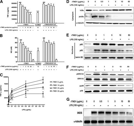 Figure 1. Effects of rTMD proteins on LPS-induced inflammatory mediator production and LPS-induced signaling. (A,B) rTMD proteins from Pichia and mammalian protein expression systems were preincubated with LPS before adding to RAW 264.7 cells. After a 6-hour incubation, culture media were collected for the measurement of (A) TNF-α and (B) NO. mTMD1 represents rTMD1 from mammalian protein expression system. Values are the mean plus or minus SD (n = 3). A and B, **P < .01 and ***P < .001 compared with the LPS-treated cultures; ###P < .001 compared with the PBS group. (C) Various amounts of LPS were used to induce the TNF-α production in RAW264.7 cells, and the effects of rTMD1 were determined. Values are the mean plus or minus SD (n = 4). *P < .05, **P < .01, and ***P < .001 compared with the LPS-treated group. Western blotting was used to assay LPS-induced phosphorylation and degradation of IκBα (D), nuclear translocation of NF-κB p50 and p65 in nuclear fractions (E), ERK1/2 and p38 phosphorylation (F), and iNOS expression (G). All results are typical of those obtained in at least 3 independent experiments.