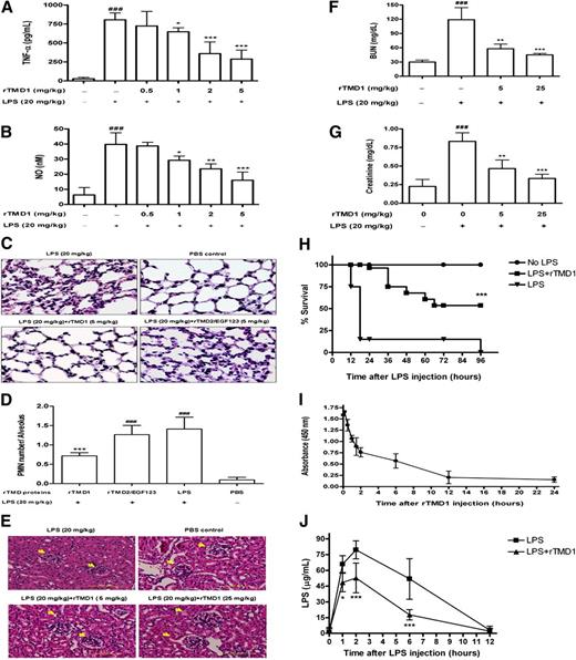 Figure 2. rTMD1 reduces LPS-induced inflammatory response and lethality, attenuates LPS-induced pulmonary accumulation of PMNs and renal injury, and enhances LPS clearance in vivo. (A,B) rTMD1 was intravenously administered before intraperitoneal injection of LPS (20 mg/kg). Sera were collected 6 hours after administration of LPS for assay of (A) TNF-α and (B) NO production. Values are the mean plus or minus SD (n = 10). *P < .05, **P < .01, ***P < .001 compared with the LPS-treated group; ###P < .001 compared with the PBS-treated group. (C) Representative microscopic images of hematoxylin-and-eosin–stained sections of lung are shown. (D) The number of infiltrated PMNs in each alveolus was observed by light microscope (original magnification ×630). The number of PMNs was counted from 4 randomly fields per slide on each experimental mouse and normalized to fields of alveolus numbers on each slide. Values are the mean plus or minus SD (n = 10). ***P < .001 compared with the LPS-treated group; ###P < .001 compared with the PBS-treated group. These graphs represent the results from 3 independent experiments. (E-G) rTMD1 (5 mg/kg and 25 mg/kg) was intravenously administered before LPS (20 mg/kg) was intraperitoneally injected into mice. After 12 hours, mice were killed and kidney tissues were removed. Kidney sections were observed by histologic hematoxylin-and-eosin staining. Representative microscopic images are shown. (E) rTMD1 suppression of renal injury. Arrowheads indicate the site of the glomerulus (scale bars represent 50 μm). rTMD1 decreased the levels of renal injury markers BUN (F) and creatinine (G) in mice sera. For each experimental group, n = 4; ###P < .001 compared with the LPS-untreated control mice; **P < .01, ***P < .001 compared with the LPS-treated control mice. These graphs represent the results from 3 independent experiments. (H) Mice received LPS (40 mg/kg) and rTMD1 (4 intravenous doses of 2 mg/kg at 0, 6, 12, and 24 hours after LPS injection). Survival was determined. For each experimental group, n = 20. ***P < .001 compared with the LPS-treated group. (I) Clearance of rTMD1 in circulation. The half-life of rTMD1 in the circulation was determined by intravenous injection of rTMD1 (10 mg/kg) and the levels of rTMD1 in serum samples were measured by a sandwich ELISA using anti–c-Myc and TM-H300 as capture and detection antibodies, respectively. Values are the mean plus or minus SD (n = 5). (J) Clearance of LPS in circulation without or with rTMD1 treatment. LPS (20 mg/kg) was intraperitoneally administered to male FVB mice without or with rTMD1 (10 mg/kg; intravenously), and serum samples were collected at various time intervals and the amount of LPS was determined by the Limulus amebocyte lysate test. Values are the mean plus or minus SD. For each time interval group, n = 5; *P < .05 and ***P < .001 compared with the LPS-treated mice.