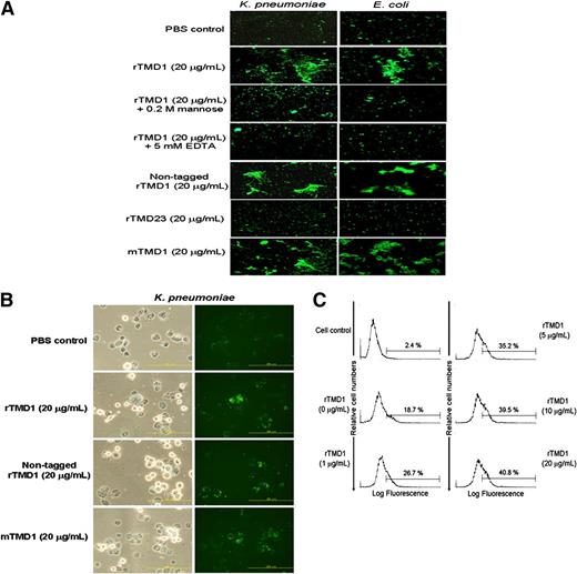 Figure 5. Effects of rTMD1 on bacterial agglutination and phagocytosis by THP-1 cells. (A) FITC-labeled K pneumoniae and E coli DH5α were incubated in buffer containing 5 mM CaCl2 and in the absence or presence of rTMD1 without or with 0.2 M mannose and 5 mM EDTA. The fluorescently labeled bacteria were observed using a fluorescence microscope to evaluate bacterial agglutination. Nontagged rTMD1 was prepared by incubation of rTMD1 with enterokinase and purified as described in Document S1. Mammalian expressed rTMD1 and an internal control with tagged rTMD23 were also included. Photomicrographs are representative of 3 independent experiments. (B) Representative photomicrograph showing the effect of rTMD1 on bacterial phagocytosis. Differentiated THP-1 cells were incubated with rTMD1-pretreated FITC-labeled K pneumoniae. The left panel shows the bright field image and the right panel shows the fluorescence photomicrographs (scale bars represent 200 μm). (C) FACS analysis of the samples from panel B. The graphs depict the level of FITC fluorescence (x-axis) versus the relative cell numbers (y-axis). These graphs represent the results from 3 independent experiments.