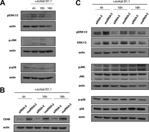 Figure 5. CD40-dependent EC activation by Jurkat D1.1 (CD154+) T cells induces MAPK and SAPK signaling pathways. (A) HUVECs were either left untreated (lane 1) or coincubated with Jurkat D1.1 (CD154+) cells for the indicated times (lanes 2-4). Cell extracts (40 μg total protein/sample) were separated by 10% SDS-PAGE, subjected to Western blotting, and reacted with anti–phospho ERK1/2, anti–phospho JNK, or anti–phospho p38 antibodies. (B,C) HUVECs were transfected with siRNA-2 or msiRNA-2 and further stimulated with Jurkat D1.1 (CD154+) cells for the indicated times. Western blots were performed as in panel A, and probed with anti-CD40 MoAb (B), or with antibodies detecting either total or phosphorylated ERK1/2, JNK, and p38 isoforms (C). The bottom bands of the panels indicate β-actin protein levels used to normalize for equal loading of the gel lanes. All blots shown are representative from 3 different experiments.