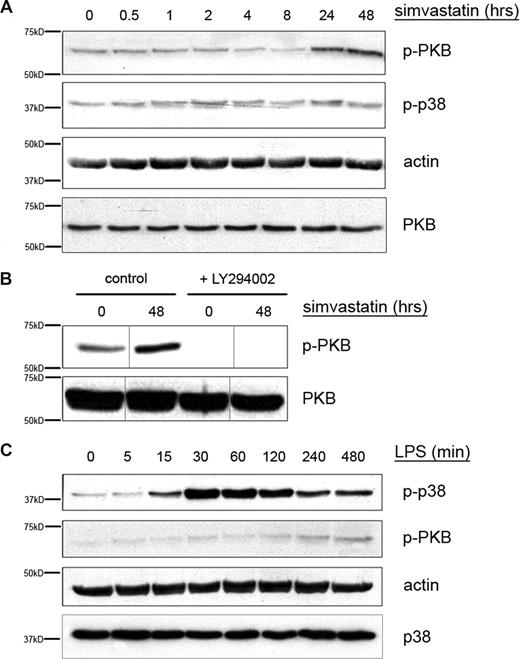 Figure 2. LPS induces p38 MAPK, while simvastatin induces PKB phosphorylation. THP-1 cells were serum-starved overnight and subsequently cultured in the presence of LPS (200 ng/mL) for up to 8 hours (C) or simvastatin (10 μM) for up to 48 hours (A). (B) LY294002 was added 1 hour before simvastatin. Cells were lysed by adding hot sample buffer. Cell lysates were assayed for (phospho-) p38 MAPK and (phospho-) PKB content. Actin content served as control for equal protein loading. Vertical lines have been inserted to indicate a repositioned gel lane, within the same gel. Shown are representative blots of at least 4 independent experiments.