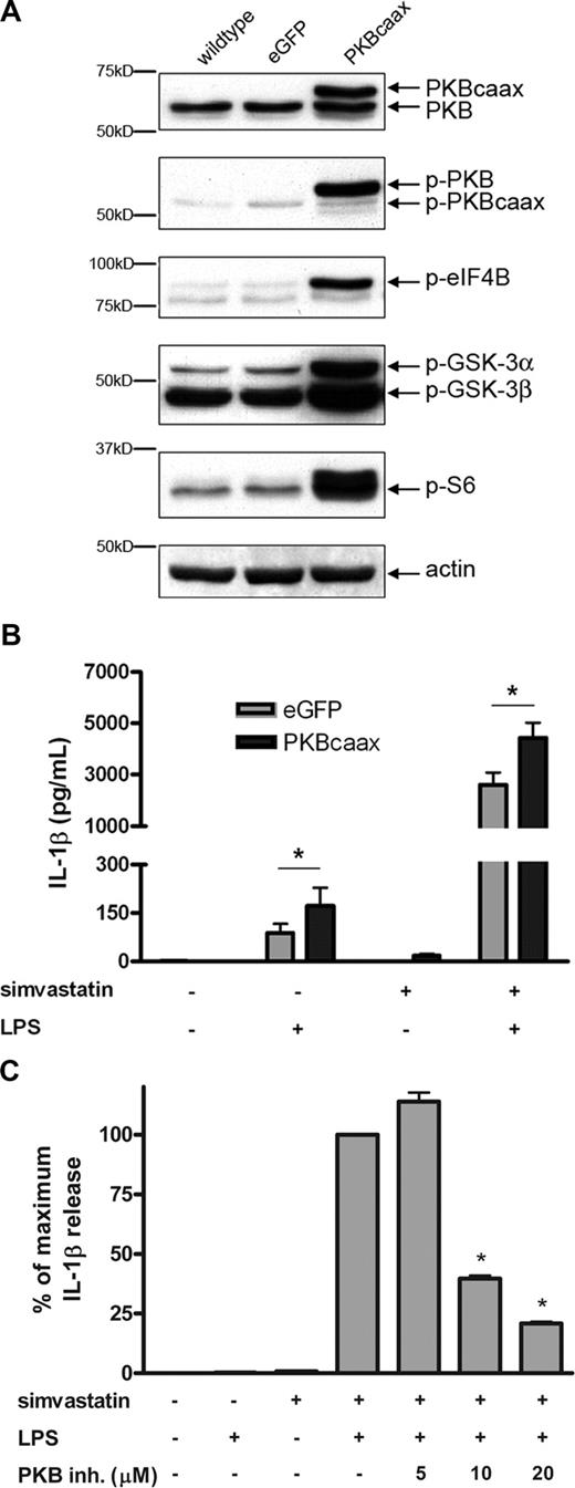 Figure 5. Expression of constitutively active PKB enhances IL-1β secretion. THP-1 cells were virally transduced with either a control vector (eGFP) or a constitutively active form of PKB (PKBcaax). (A) Wild-type and transduced THP-1 cells were serum-starved overnight, after which cell extracts were prepared by adding lysis buffer to the cell pellets. Cell lysates were assayed for phospho-PKB, phospho-eIF4B, phospho-GSK-3, phospho-S6, PKB, and actin content. (B) Transduced THP-1 cells were incubated with simvastatin for 24 hours, followed by a 4-hour stimulation with LPS. Release of IL-1β was determined by ELISA; data are mean plus or minus SEM (n = 6; *P < .05). (C) Wild-type THP-1 cells were cultured for 24 hours in the presence or absence of simvastatin (10 μM) and stimulated for an additional 4 hours with 200 ng/mL LPS. PKB inhibitor was added 1 hour before simvastatin treatment at the concentrations indicated. Release of IL-1β was determined by ELISA; data are mean plus or minus SEM (n = 3; *P < .01).