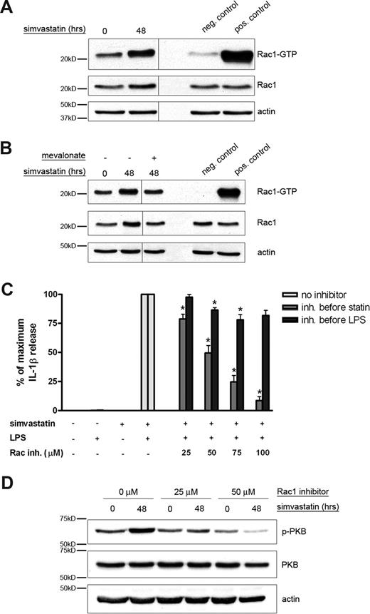 Figure 6. The small GTPase Rac1 is involved in simvastatin-enhanced IL-1β secretion. (A) THP-1 cells were serum-starved overnight and subsequently cultured in the presence or absence of simvastatin (10 μM) for 48 hours. GTPase pulldown fractions and cell lysates were assayed for Rac1 content. (B) Mevalonate (1 mM) was added just before simvastatin. Actin content served as control for equal protein loading. Vertical lines have been inserted to indicate a repositioned gel lane, within the same gel. Shown are representative blots of at least 3 independent experiments. (C) THP-1 cells were cultured for 24 hours in the presence or absence of simvastatin (10 μM) and stimulated for an additional 4 hours with 200 ng/mL LPS. Rac1 inhibitor was added either 1 hour before simvastatin or 1 hour before LPS treatment. Release of IL-1β was determined by ELISA; data are mean plus or minus SEM (n = 5; *P < .01). (D) THP-1 cells were serum-starved overnight and subsequently cultured in the presence or absence of simvastatin (10 μM) for 48 hours. Rac1 inhibitor was added 1 hour before simvastatin incubation. After the incubation, cells were lysed by adding lysis buffer and assayed for phospho-PKB and total PKB content. Actin content served as control for equal protein loading. Shown are representative blots of at least 3 independent experiments.