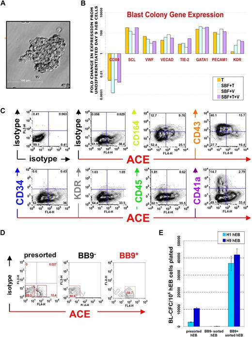 Figure 1. Phenotype of ACE + blast colonies generated in SF conditions. (A) Typical morphology of a blast colony with loosely packed cells generated from day 7 (line H1) hEB differentiated in BVF2H; 5-6 days post-hEB cell plating. (B) Quantitative RT-PCR expression profiles: day 9 hEB blasts were expanded with 50 ng/mL TPO alone (T), 50 ng/mL each of SCF, BMP4, FGF2/heparin, TPO (SBF + T), 50 ng/mL each of SCF, BMP4, FGF2/heparin, VEGF (SBF + V), or 50 ng/mL each of SCF, BMP4, FGF2/heparin, TPO, and VEGF (SBF + T + V). Blast colonies (∼10-15) from each GF condition were plucked from methylcellulose, pooled for RNA harvest, and analyzed for expression of indicated transcripts by qRT-PCR, using the 2−ΔΔT method25 (see Document S1). Shown are the relative, normalized expressions of CDX4, SCL, VWF, VE-cadherin, TIE-2, GATA1, PECAM1, and KDR/flk1 compared with expressions in control, undifferentiated day 9 hEB cells. qRT-PCR products were verified to be specifically amplified by agarose gel electrophoresis at linear ranges of amplification for the indicated conditions (data not shown). (C) FACS analysis of pooled (∼8-10) blast colonies from day 7 hEB cells revealed abundant expression of ACE/BB9, CD164, CD41a, and CD43, and minor amounts of CD34, KDR, and CD45. BL-CFC activity is contained entirely within BB9+ hEB cell fractions. (D) Single cell suspensions from a representative sorting experiment: day 8 hEB (presorted hEB; hESC lines H1 and H9) were FACS-purified into BB9+ or BB9− sorted populations as described under “Methods.” (E) Eight to 15 × 104 viable, purified day 8 hEB cells, or 15 × 104 viable, presorted total day 8 hEB cells from lines H1 or H9 (differentiated as described in Document S1) were recultured in duplicate in SF methylcellulose containing 50 ng/mL each of BMP4, FGF2/heparin, TPO, VEGF, and IL-6. Blast colonies generated per viable, sorted hEB cells plated were enumerated after 4 to 5 days.