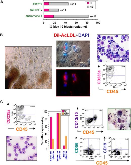 Figure 3. Hematopoietic potential of ACE+ blast colonies. (A) Secondary colony replating efficiencies of individually picked blast colonies. Blast colonies from hESC Line H1 day 9-10 hEB cells were generated, as described in “Methods,” in the presence of 50 ng/mL each of SCF, BMP4, FGF2/heparin + VEGF (SBFH + V), 50 ng/mL each of SCF, BMP4, FGF2/heparin + TPO + VEGF (SBFH + T + V), or 50 ng/mL each of SCF, BMP4, FGF2/heparin + TPO + VEGF + IL-6 (SBFH + T + V + IL-6). The percentage of individually picked blast colonies that formed secondary hematopoietic-only (H), or hematopoietic and endothelial (HE) colonies, for each condition is shown. The addition of IL-6 did not increase the frequency of blast colony generation (data not shown) but greatly enhanced their secondary replating potential to aproximately 80%. Shown is a representative experiment (done at least twice), with the number of single blast colonies evaluated per condition (n = 11). Day 5-9 hEB-derived blast colonies were individually plucked, and secondarily recultured (5-6 days after single hEB cell plating) into single wells on either (B) fibronectin-coated dishes containing SF methylcellulose medium and GFs (SCF, BMP4, Flt3L, TPO, IGF-1, GCSF, GMCSF, IL-3, IL-6, EPO, VEGF), or (C) OP9 bone marrow stromal layers containing the same GFs, for definitive hematopoietic differentiation. Day 5 hEB blast colonies secondarily recultured into SF conditions consistently resulted in simultaneous differentiation into primitive, YS-like CD235a/CD45- erythro-myelopoietic (B, left panel and far right panels), and adherent endothelial cells that take up acetylated Dil-LDL (B, middle panel). Nuclei are stained blue with DAPI. These erythroblasts express only ε and γ, but not β hemoglobin chains (C; “SF,” middle panel). In contrast, single blast colonies recultured onto OP9 layers with human lymphohematopoietic growth factors (EPO, SCF, Flt3L, TPO, IL-3, IL-6, G-CSF, GM-CSF, IL-2, IL-7, IL-15) produced definitive-type CD235a/CD45+ erythromyelopoietic differentiation (C, top left panel), with enucleating β hemoglobin-expressing erythrocytes (C, bottom left panel), definitive-type myeloid cells (C, top right panel, CD13 + CD15 + CD45+), and also NK-lymphoid (CD56 + CD45+) but scarce amounts of phenotypic B-lymphoid cells (CD19+ CD45+; C, bottom right panel).