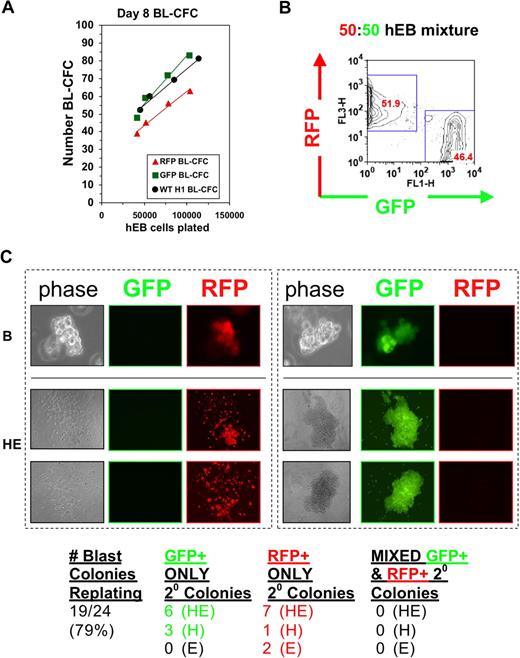 Figure 4. A single hEB cell generates one blast colony with bipotential hematoendothelial capacity. (A) hEB cell dose response. To demonstrate that a single hEB cell has hemangioblastic capacity, the linear correlation of BL-CFC to the number of unfractionated Line H1 day 8 hEB plated was evaluated. Shown is the direct linear relationship observed with a slope ∼1, which is highly suggestive that each colony is derived from a single colony-forming cell. hEB cells from H1 hESC subclones transduced with lentiviral constructs expressing GFP or RFP demonstrated robust BL-CFC formation comparable with the H1 parental line (WT), with a similar linear correlation to numbers of cells plated. (B,C) GFP-RFP hEB Mixing Experiments. To further rule out the possibility that BL-CFC have apparent bipotentiality from the possibility that 2 separately derived progenitors are stuck or fused together, a 50:50 single-cell suspension mixture of GFP-expressing and RFP-expressing day 9 hEB cells was prepared (B), and blast colonies (phase image, “B” were expanded from this GFP-RFP mixture in BVF2H + TPO + IL-6, as before. (C) Secondary colonies from individually replated blast colonies (“B”) produced secondary endothelial colonies (“E”), hematopoietic colonies (“H”), or mixed hematoendothelial (“HE”) colonies. These secondary colonies were always GFP or RFP-expressing under fluorescent microscopy, and there were never colonies with both GFP and RFP expression mixed together. This experiment (with n = 24 picked blast colonies replated) was repeated with similar results, for a total of n = 50 colonies evaluated.