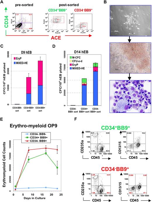 Figure 5. Hematopoietic potential of purified BB9+ and CD34+ hEB populations. Line H1 day 9 hEB cell suspensions (presorted) were FACS-purified into (A) CD34+BB9+, CD34−BB9+, and CD34−BB9− fractions (postsort analysis of purified positive fractions shown in middle and right panels). (B-D) Sorted cells were cultured onto duplicate fibronectin-coated dishes with SF methylcellulose and hemato-endothelial GFs, as described under “SF clonogenic assays for hematopoietic and hemangioblastic colony-forming cells.” (B,C) single day 9 CD34+BB9+ and CD34−BB9+ (but not CD34−BB9−) hEB cells differentiated into hemangioblastic colonies of mixed primitive erythromyeloid cells and adherent endothelioid cells (MIXED-HE), as well as primitive erythroid (EryP) colonies. Day 14 hEB similarly FACS-purified into these same populations (D), generated more varied CFU including mixed hematoendothelial (MIXED-HE), primitive erythroid (EryP), definitive erythroid (CFU-e-d), and macrophage (M-CFC) colonies. At both days 9 and 14, hematopoietic CFU progenitor activity was greater in CD34-BB9+ than in CD34+BB9+ populations; at Day 14 this represented approximately 6% of CD34+BB9+ cells, and approximately 10% of CD34−BB9+ cells. (E,F) Definitive hematopoietic differentiation of these same populations on OP9 stroma with erythromyeloid GFs. Both CD34+BB9+ and CD34-BB9+ (but not CD34−BB9−) fractions produced robust definitive hematopoietic potential, but CD235a+/CD45+CD13+CD15+ definitive-type erythro-myeloid cells had a more robust proliferation in the CD34−BB9+ fraction.