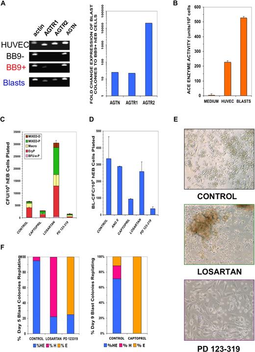 Figure 6. Blast colonies express RAS components that regulate their expansion and differentiation. (A) RNA was harvested from sorted hESC Line H1 day 9 BB9 + hEB (BB9+), day 9 BB9− hEB (BB9−), day 9 blast colonies (Blasts), or control human umbilical vein endothelial cells (HUVECs). Expression was assayed for actin, AGTR1, AGTR2, or angiotensinogen (AGTN) by qRT-PCR, as described in Document S1. Left panel demonstrates agarose gels of samples of PCR products (1/5 sample loaded) at linear amplification ranges for assayed transcripts. In right panel are relative, actin-normalized quantitative comparisons; fold change expression differences indicate levels of transcripts (calculated using the 2−ΔΔT method) of pooled day 9 blast colonies, compared with expression levels from sorted day 9 BB9+ hEB cells. (B) ACE enzymatic activity (units per number cultured cells assayed; mean ± SEM) was determined by colorimetric assay (in triplicate) from supernatants of pooled day 9 hEB blast colonies (BLASTS), or control supernatants from HUVEC (which express high levels of surface BB9/ACE (data not shown). (C) hEB were differentiated for hematopoietic progenitors (Figure S1A) in the presence or absence of specific RAS inhibitors. Captopril (100 μM; ACE inhibitor), 100 μM losartan (AGTR1 inhibitor), or 100 μM PD 123-319 (AGTR2 inhibitor) were included starting at day 4 of hEB culture. Day 14 hEB cell suspensions were assayed in duplicate in CFC assays, as before. (D) BL-CFC assays from days 5 to 9 hEB were conducted in the presence of supplemental angiotensin II peptide (ANG II; 100 μg/mL), captopril (100 μM), losartan (100 μM), or PD 123-319 (100 μM). Shown is the average of 2 independent experiments from day 9 hEB, with a similar pattern of results obtained with inhibitors in days 5 and 7 hEB BL-CFC assays (data not shown). (E,F) Blast colonies generated from day 5 or day 9 hEB cells were expanded in the presence of No inhibitor (control), 100 μM losartan, or 100 μM PD 123-319, and replated for secondary hematoendothelial CFC, as before. Although control blasts generated both hematopoietic and endothelial (HE) secondary progeny, the majority of blast colonies from losartan-treated blasts regenerated (robust) hematopoietic-only (H) progeny, whereas the majority of PD 123-319–treated blasts generated primarily endothelial-only (E) progeny. Shown panel F results are from blasts individually picked and replated blasts (n = 20 per condition), with typical secondary colony morphologies shown in panel E.